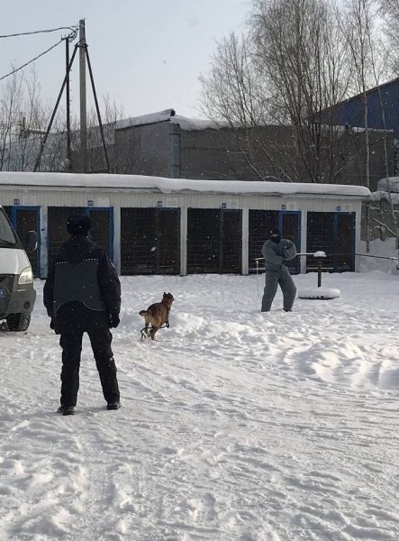 Воспитанники клуба юных кинологов «Хочу собаку» посетили Центр кинологической службы УМВД России по городу Нижневартовску